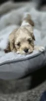 Hawk, a male Cavapoo for sale in Cañon City, CO – 1 of 4
