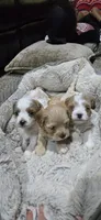 Hal, a male Cavapoo for sale in Cañon City, CO – 3 of 3