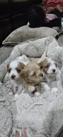 Horton, a male Cavapoo for sale in Cañon City, CO – 3 of 3