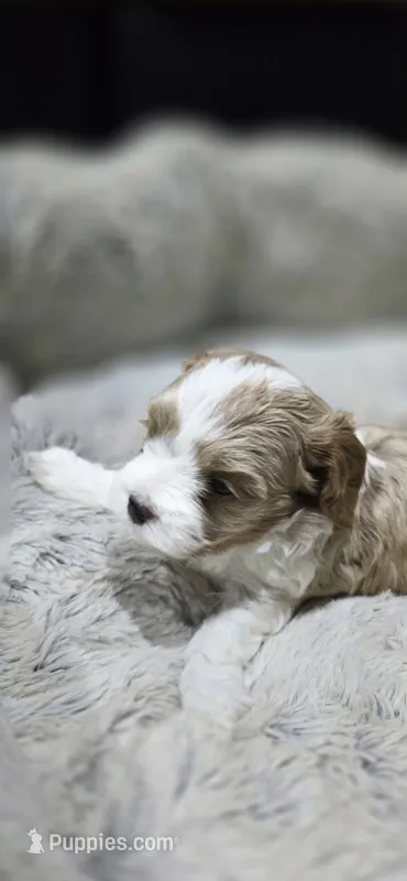 Hal – Cavapoo puppy for sale in Cañon City, CO
