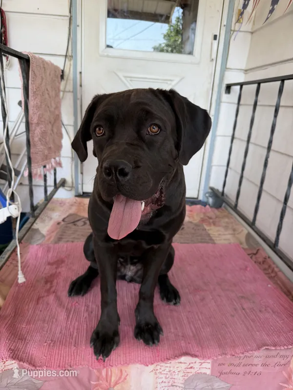 Gianna – Cane Corso puppy for sale in Belle Fourche, SD