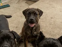 Aria, a female Cane Corso for sale in Belle Fourche, SD – 3 of 7