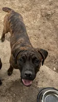 Aria, a female Cane Corso for sale in Belle Fourche, SD – 6 of 7