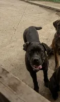 Gianna, a female Cane Corso for sale in Belle Fourche, SD – 7 of 8