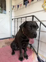 Gianna, a female Cane Corso for sale in Belle Fourche, SD – 6 of 8