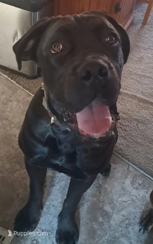 Gianna – Cane Corso puppy for sale in Belle Fourche, SD