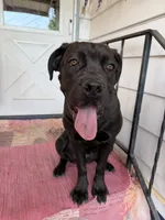 Gianna, a female Cane Corso for sale in Belle Fourche, SD – 8 of 8