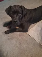 Gianna, a female Cane Corso for sale in Belle Fourche, SD – 4 of 8