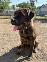 Aria, a female Cane Corso for sale in Belle Fourche, SD – 1 of 7