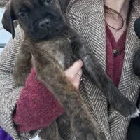Aria, a female Cane Corso for sale in Belle Fourche, SD – Photo 5 of 5