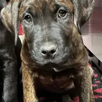 Aria, a female Cane Corso for sale in Belle Fourche, SD – Photo 1 of 5