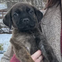 Aria, a female Cane Corso for sale in Belle Fourche, SD – Photo 3 of 5