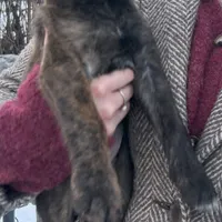 Aria, a female Cane Corso for sale in Belle Fourche, SD – Photo 4 of 5