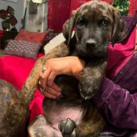 Aria, a female Cane Corso for sale in Belle Fourche, SD – Photo 2 of 5