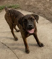 Aria, a female Cane Corso for sale in Belle Fourche, SD – 2 of 7