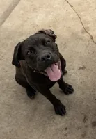 Gianna, a female Cane Corso for sale in Belle Fourche, SD – 3 of 8