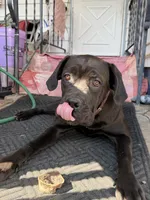 Gianna, a female Cane Corso for sale in Belle Fourche, SD – 2 of 8