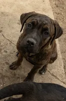 Aria, a female Cane Corso for sale in Belle Fourche, SD – 5 of 7