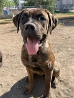 Aria, a female Cane Corso for sale in Belle Fourche, SD – 7 of 7