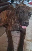 Aria, a female Cane Corso for sale in Belle Fourche, SD – 4 of 7
