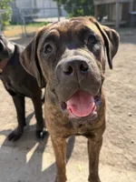 Aria, a female Cane Corso for sale in Belle Fourche, SD – 5 of 6