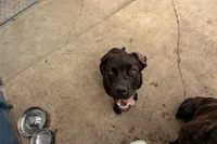Gianna, a female Cane Corso for sale in Belle Fourche, SD – 5 of 8