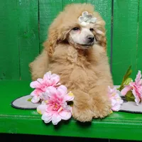 Lorie #8364, a female Poodle - Toy  for sale in Earlsboro, OK – Photo 6 of 8