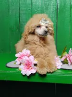 Lorie #8364, a female Poodle - Toy  for sale in Earlsboro, OK – Photo 6 of 8