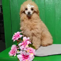 Lorie #8364, a female Poodle - Toy  for sale in Earlsboro, OK – Photo 1 of 8