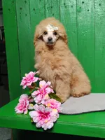 Lorie #8364, a female Poodle - Toy  for sale in Earlsboro, OK – Photo 1 of 8