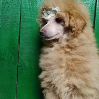 Lorie #8364, a female Poodle - Toy  for sale in Earlsboro, OK – Photo 8 of 8