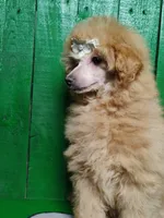 Lorie #8364, a female Poodle - Toy  for sale in Earlsboro, OK – Photo 8 of 8