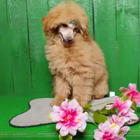 Lorie #8364, a female Poodle - Toy  for sale in Earlsboro, OK – Photo 5 of 8