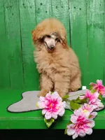 Lorie #8364, a female Poodle - Toy  for sale in Earlsboro, OK – Photo 5 of 8