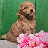 Lorie #8364, a female Poodle - Toy  for sale in Earlsboro, OK – Photo 2 of 8