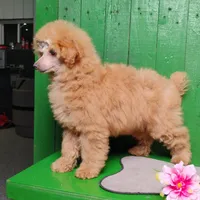 Lorie #8364, a female Poodle - Toy  for sale in Earlsboro, OK – Photo 7 of 8