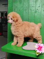 Lorie #8364, a female Poodle - Toy  for sale in Earlsboro, OK – Photo 7 of 8