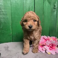 Lorie #8364, a female Poodle - Toy  for sale in Earlsboro, OK – Photo 3 of 8