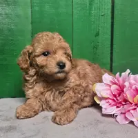 Lorie #8364, a female Poodle - Toy  for sale in Earlsboro, OK – Photo 4 of 8