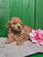 Lorie #8364, a female Poodle - Toy  for sale in Earlsboro, OK – Photo 4 of 8