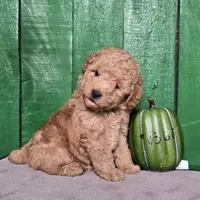 Philip # 8368, a male Poodle - Toy  for sale in Earlsboro, OK – Photo 1 of 3