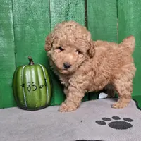 Philip # 8368, a male Poodle - Toy  for sale in Earlsboro, OK – Photo 2 of 3