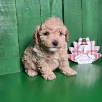 Lance # 8362, a male Poodle - Toy  for sale in Earlsboro, OK – Photo 3 of 3