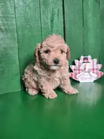 Lance # 8362, a male Poodle - Toy  for sale in Earlsboro, OK – Photo 3 of 3
