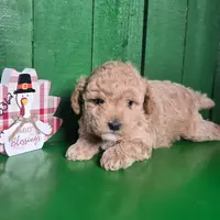 Lance # 8362, a male Poodle - Toy  for sale in Earlsboro, OK – Photo 2 of 3
