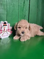 Lance # 8362, a male Poodle - Toy  for sale in Earlsboro, OK – Photo 2 of 3