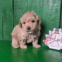 Lance # 8362, a male Poodle - Toy  for sale in Earlsboro, OK – Photo 1 of 3