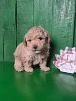 Lance # 8362, a male Poodle - Toy  for sale in Earlsboro, OK – Photo 1 of 3