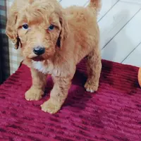 Caramel, a female Poodle - Standard  for sale in Earlsboro, OK – Photo 2 of 2