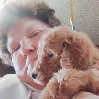 Caramel, a female Poodle - Standard  for sale in Earlsboro, OK – Photo 1 of 2